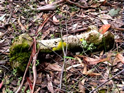 Bone on Musk forest floor